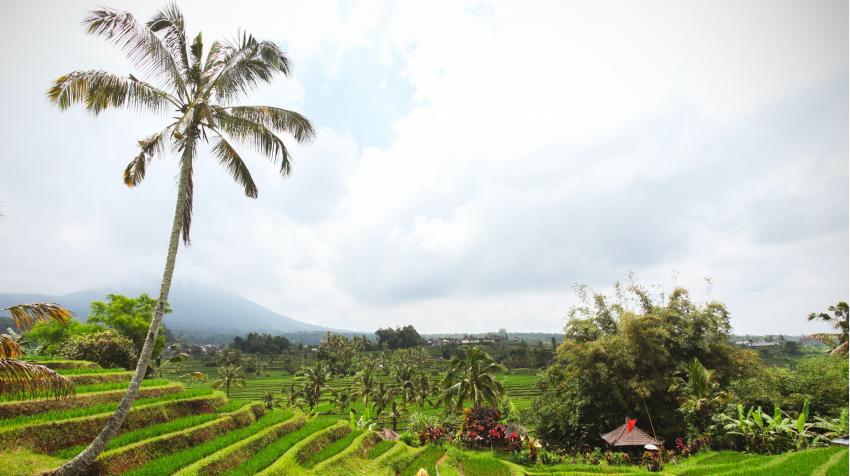 Tierras agrícolas en Indonesia. Fotografía: Pexels/Julien Pannetier