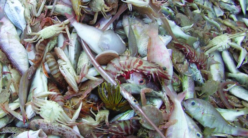 By-catch from Torres Strait Prawn Fishery, Australia.  © Stephen Mcgowan, Australian Maritime College/Marine Photobank