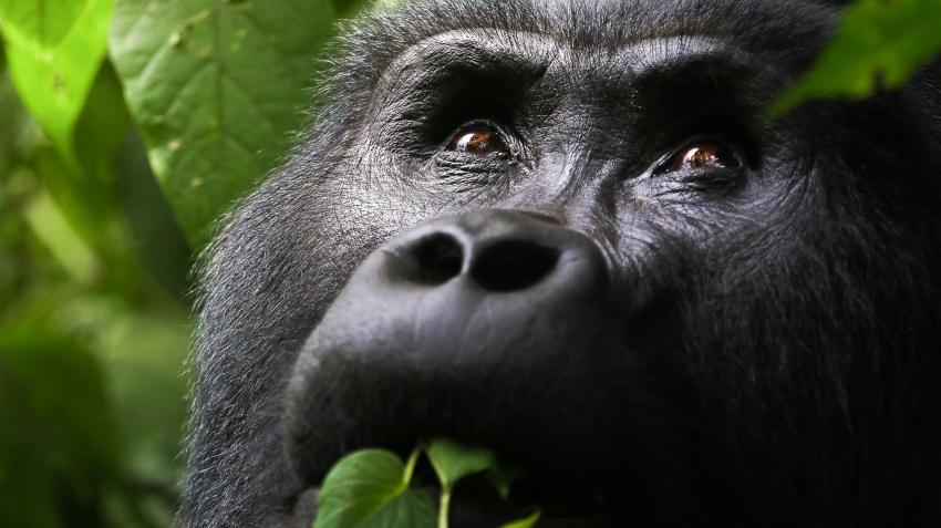 Gorila macho silvestre (de espalda plateada), Parque Nacional del Bosque Impenetrable de Bwindi, en Uganda. © Joe Shelly