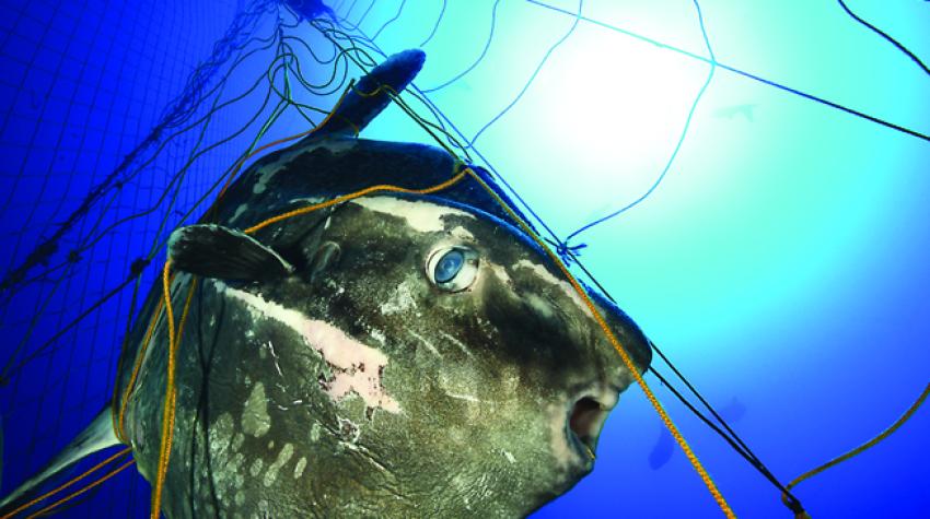 Every year, many pelagic sunfish die as by-catch in tuna nets. Sardinia, Italy. © Alessio Viora/Marine Photobank
