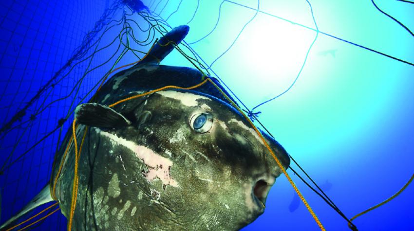 Todos los años, muchos peces luna pelágicos mueren atrapados como captura incidental en las redes para la pesca del atún. Cerdeña (Italia). © Alessio Viora/Marine Photobank