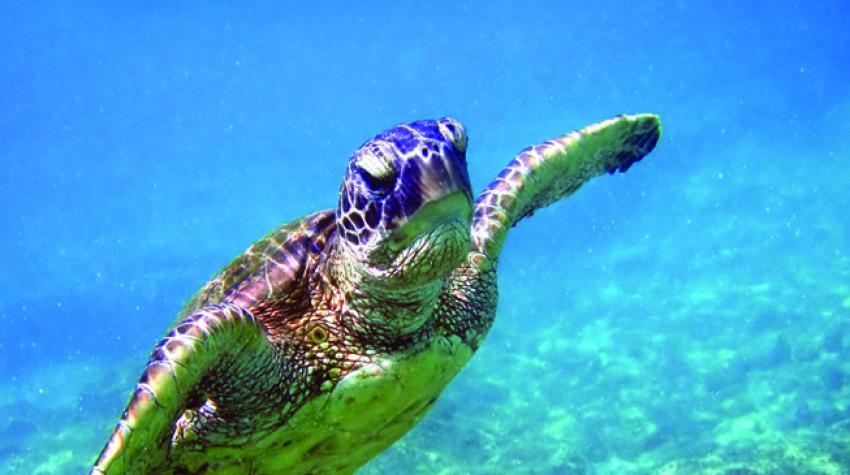 一只绿色海龟。 © Wikimedia Commons/https:creativecommons.org/licenses/by-sa/3.0/deed.en