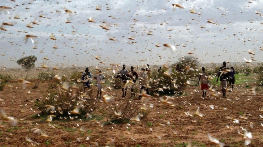 "If locusts are not eliminated, the worst may be yet to come next year, as food insecurity is becoming more critical," warn the experts.