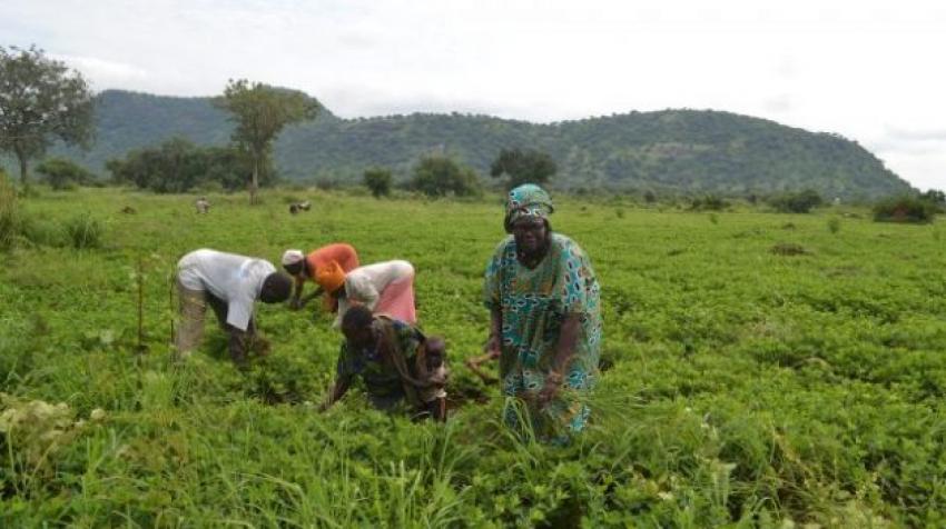 Groundnut farm in Torit, South Sudan