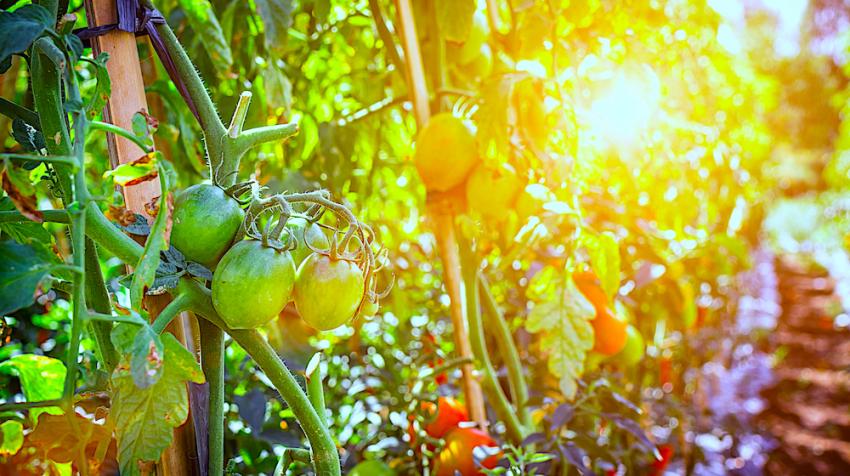 印度尼西亚有机番茄种植园。