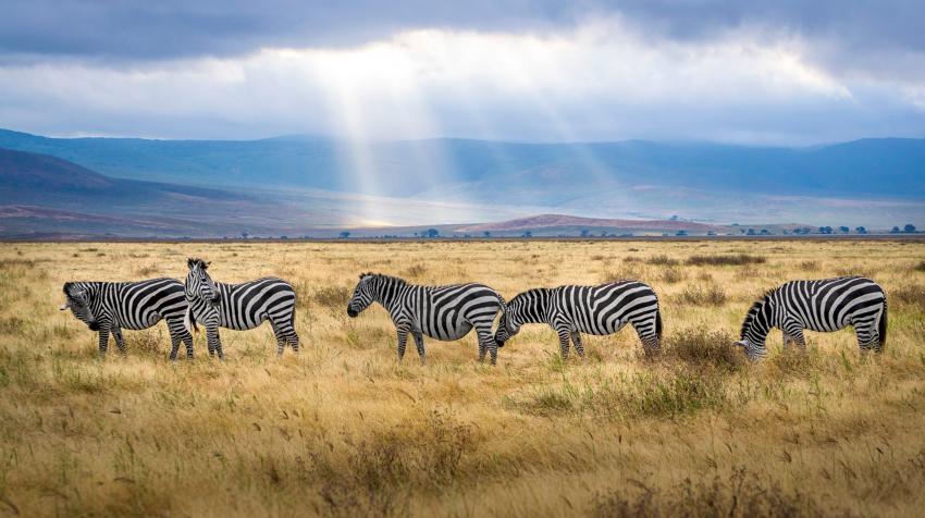 Zebra grazing in a field in Tanzania, 11 July 2018. Hendrik Cornelissen/Pexels