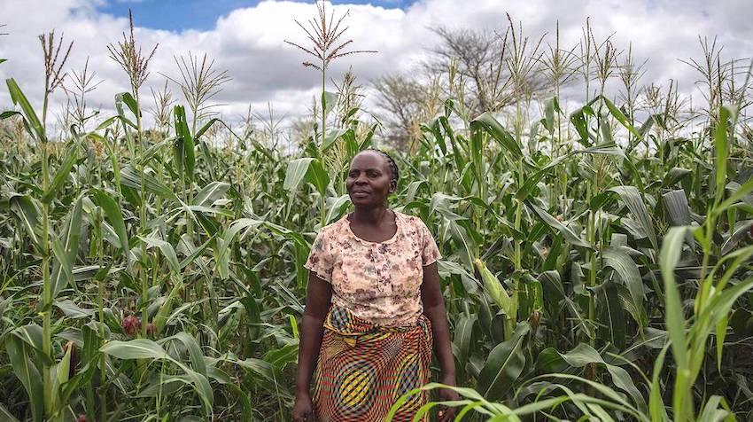 Lady standing in corn farm 