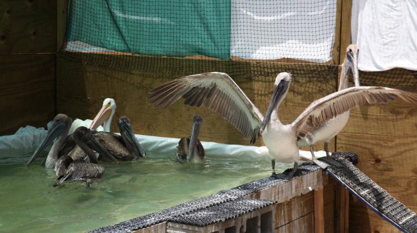 Recovering pelicans, Alabama, United States, 2011. Tom MacKenzie, USFWS, Gulf Coast Ecosystem Restoration via Wikimedia Commons