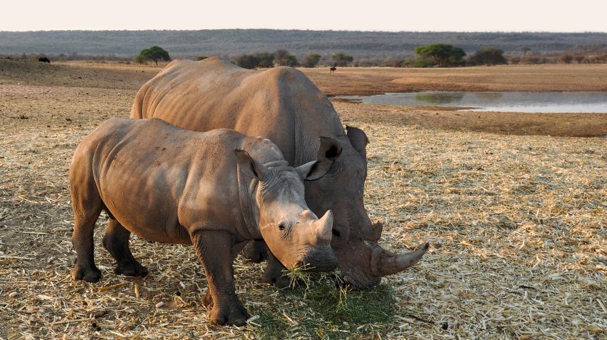 Rhinoceroses in Namibia, 2016. Southern white rhinos in Africa are considered near threatened; black rhinos are critically endangered. Pixabay/kolibri5