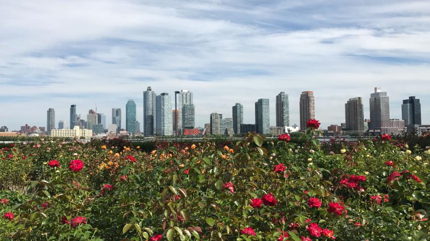 View of the rose garden facing the east river. 