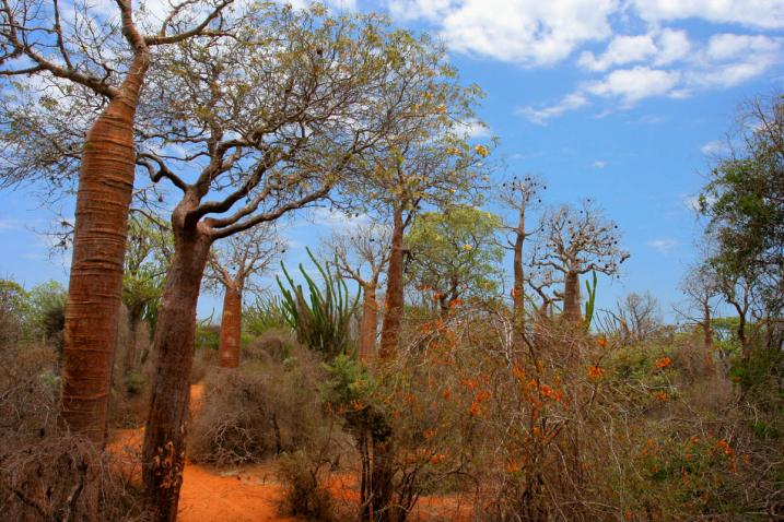 Bosque de espinos en Ifaty (Madagascar), que alberga diversas especies de Adansonia (baobab), Alluaudia procera (ocotillo de Madagascar) y otras plantas. Fotografía: JialiangGao, www.peace-on-earth.org/Wikimedia Commons