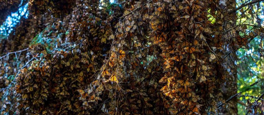 Des centaines de papillons reposant sur un arbre