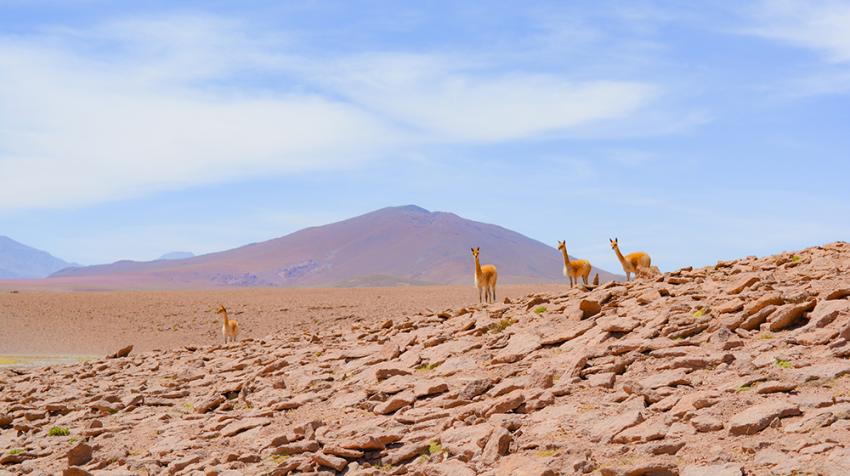 骆马为南美安第斯山脉高地特有物种，曾遭大量捕杀，濒临灭绝，于1975年被列入《濒危物种公约》附录一。Pexels图片/Carolyn