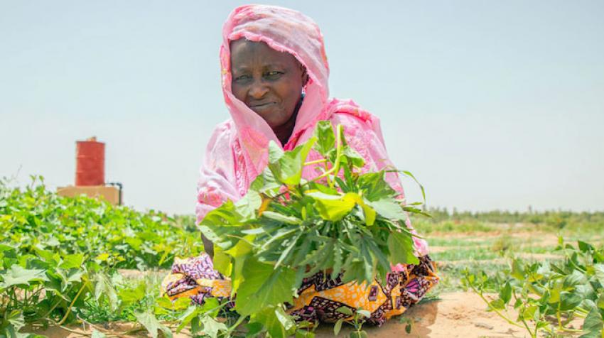 Food Systems Summit in September 2020