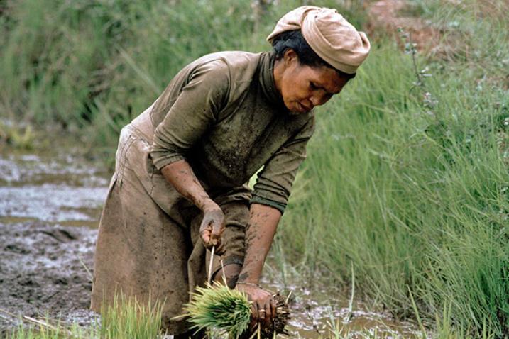 A woman working in a rice field.