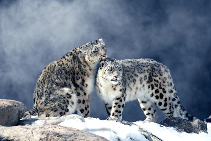 Two snow leopards on a mountain