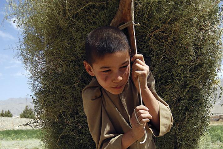 Young Afghan boy carrying the kindling used in the rural areas of the country for heating homes and cooking meals.
