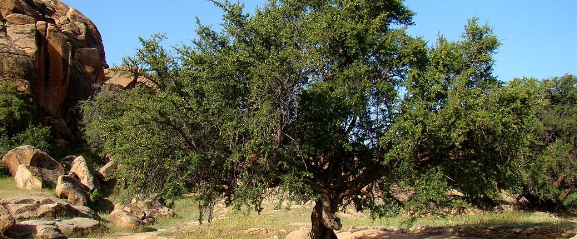 Un árbol del argán en un valle cerca de Tafraoute, Marruecos. Foto: Bjørn Christian Tørrissen/Wikimedia Commons