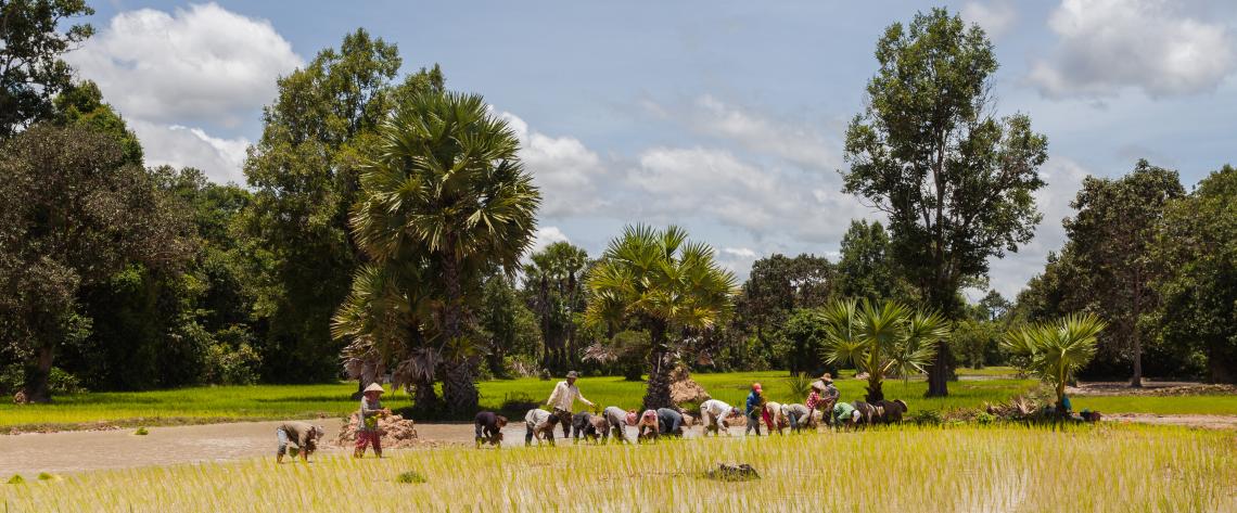 A rice paddy field in Angkor, Cambodia, 17 August 2013. Diego Delso/delso.photo/CC BY-SA A rice paddy field in Angkor, Cambodia, 17 August 2013. Diego Delso/delso.photo/CC BY-SA
