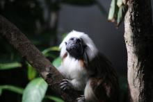 The cotton-top tamarin, one of the smallest primates, is found in northwestern Colombia. Photo: cuatrok77