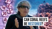 Colombia Coral Restoration
