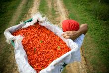 Robeiro, an ex-combatant from an illegal paramilitary group in Colombia, carries harvested chili peppers. He is one of 300 beneficiaries of an income generation project implemented by IOM Colombia. OM/Diego Samora