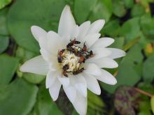 Pollinators, such as bees, serve critical functions in safeguarding our ecosystems by enhancing soil health and guaranteeing working fauna-flora interactions. Photo provided courtesy of author. 
