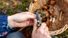 Photo credit:Pikselstock/Adobe Stock