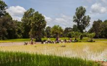  A rice paddy field in Angkor, Cambodia, 17 August 2013. Diego Delso/delso.photo/CC BY-SA