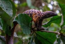 A black-bellied pangolin (Manis tetradactyla), listed in CITES Appendix I. Angiolo/Adobe Stock