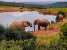 Elephants in South Africa, 2 December 2017. Krisztina Papp/Pixabay