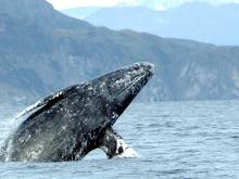 Grey whale breaching.  2 September 2005. © Merrill Gosho, NOAA