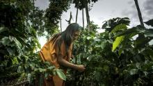 Indigenous woman is tending to plants