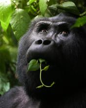A wild male (silver back) gorilla, Bwindi Impenetrable Forest National Park, Uganda.© Joe Shelly