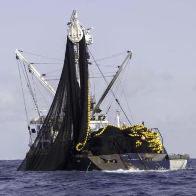 Судно, ведущее лов тунца с помощью кошелькового невода, вытягивает сеть. © TM-Tracking