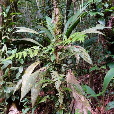 厄瓜多尔库亚贝诺野生生物保护区的森林生物多样性，摄于2019年2月28日。维基共享资源/Fährtenleser，知识共享署名-相同方式共享4.0