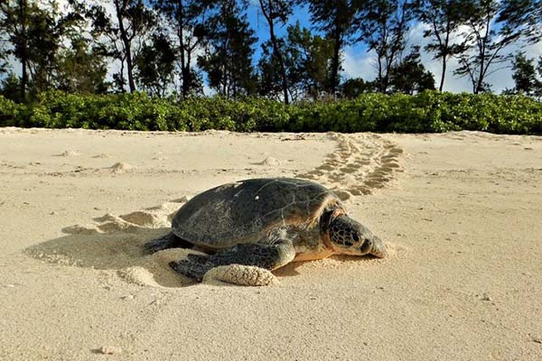 Une tortue sur un littoral