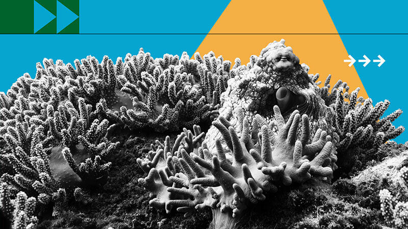 Photocomposition: a coral in black and white against a colorful background