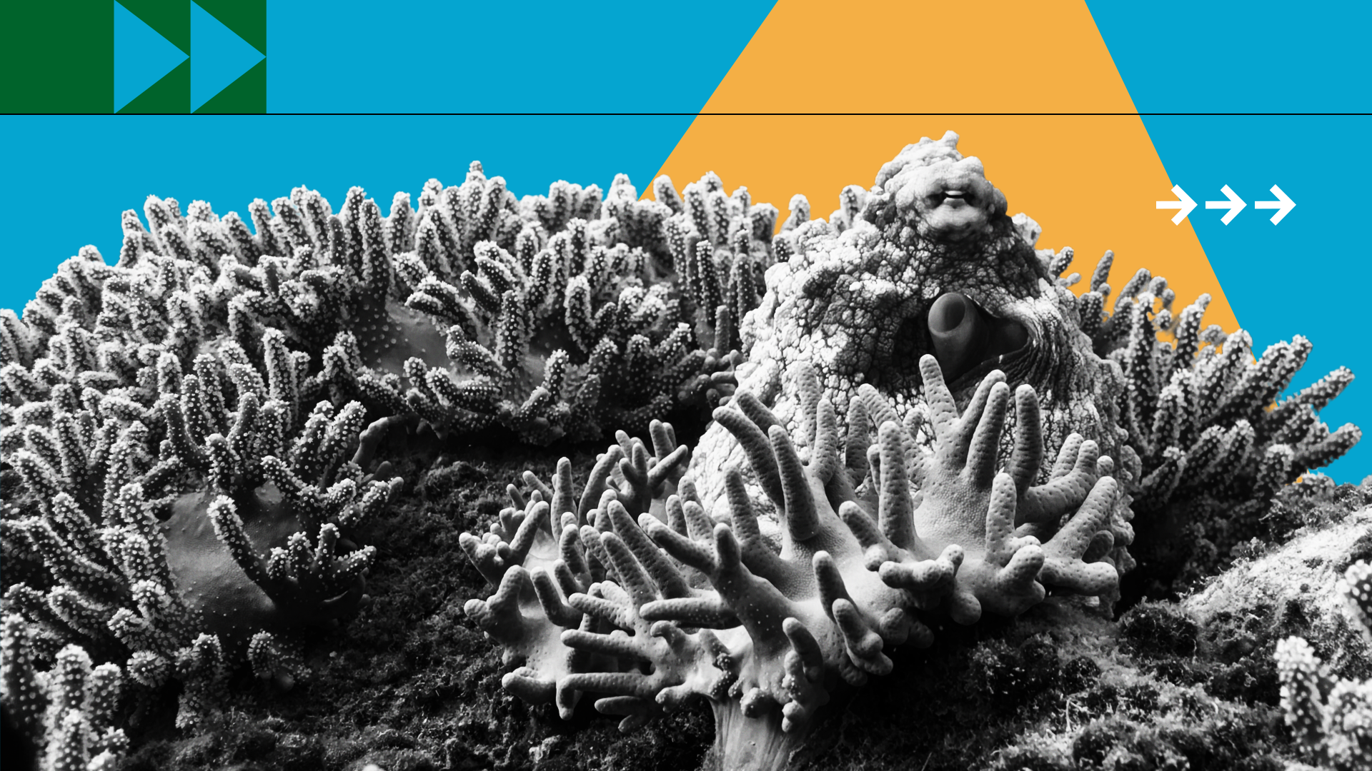 photocomposition: the black and white picture of a coral reef