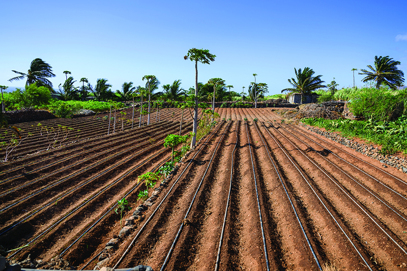 Ploughed fields are ready for farming.