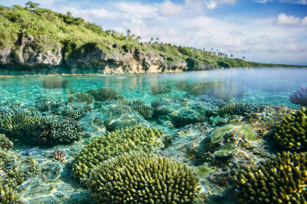 A coral reef under shallow water. 