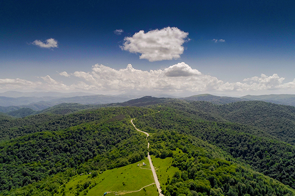 Landscape image of a forest on rolling hills. 