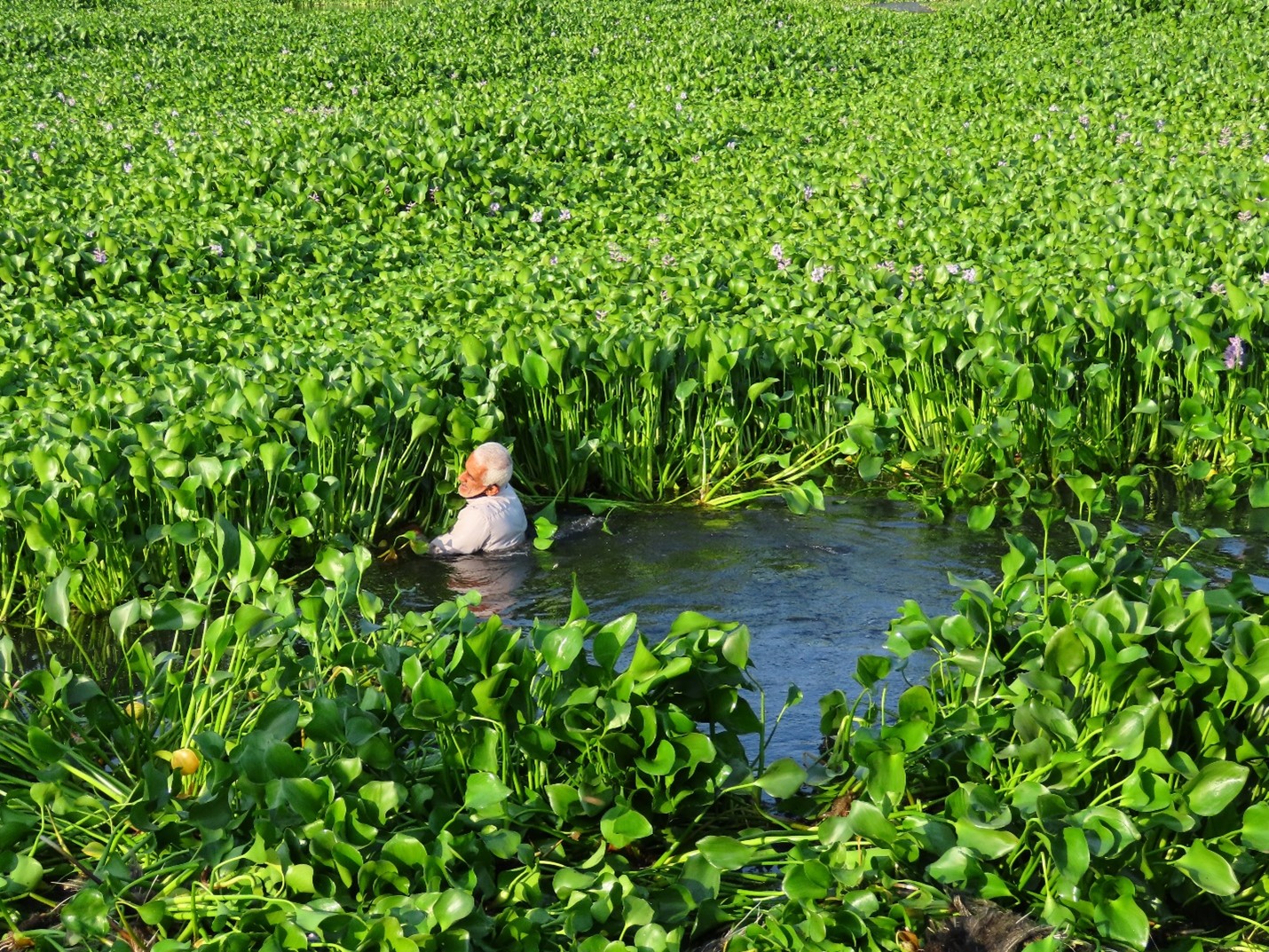 Local communities actively removing invasive plants in the ab-bandaan wetlands