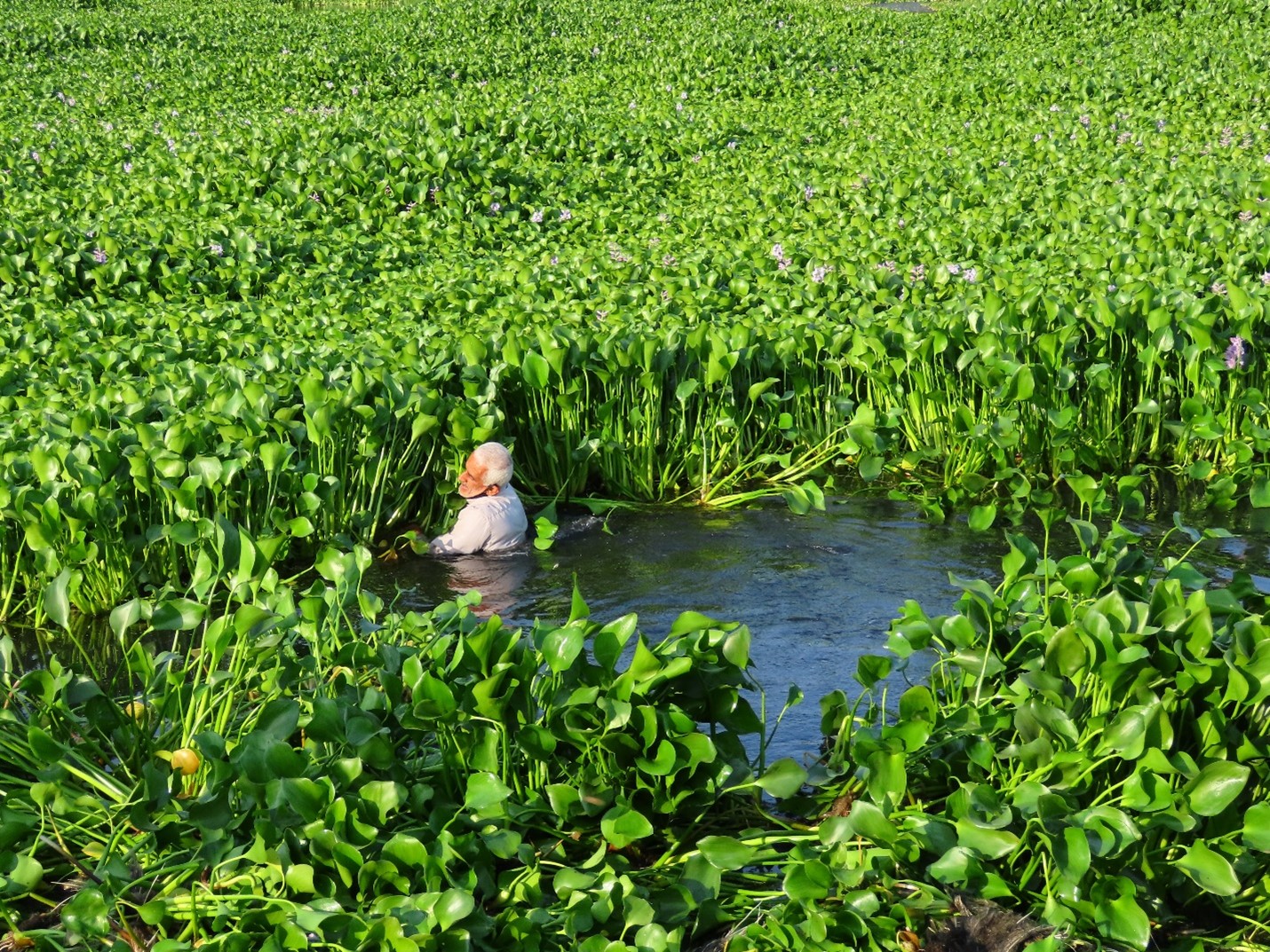 wetlands