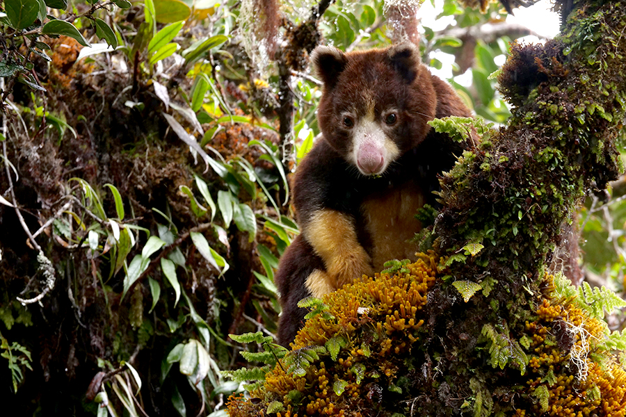 Tree kangaroo on a branch.