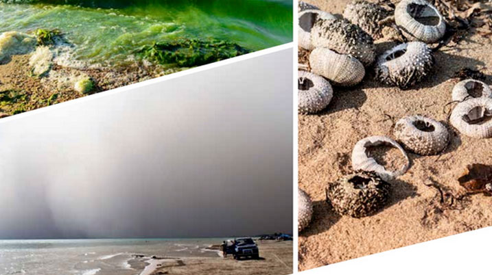a car is seen in the distance with sandstorms around it, next to it are photos of dry sea life and green colored waters