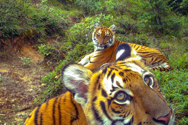 Close-up of two tigers