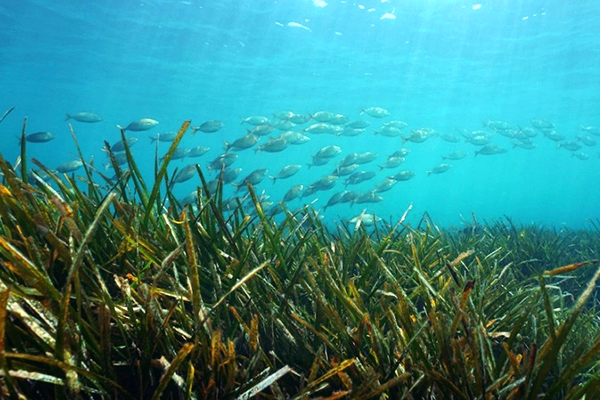 School of fish swim along seagrass. 