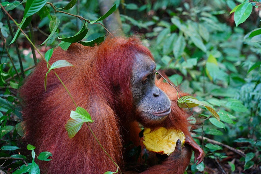 An orangutan holds a half-eaten fruit. 