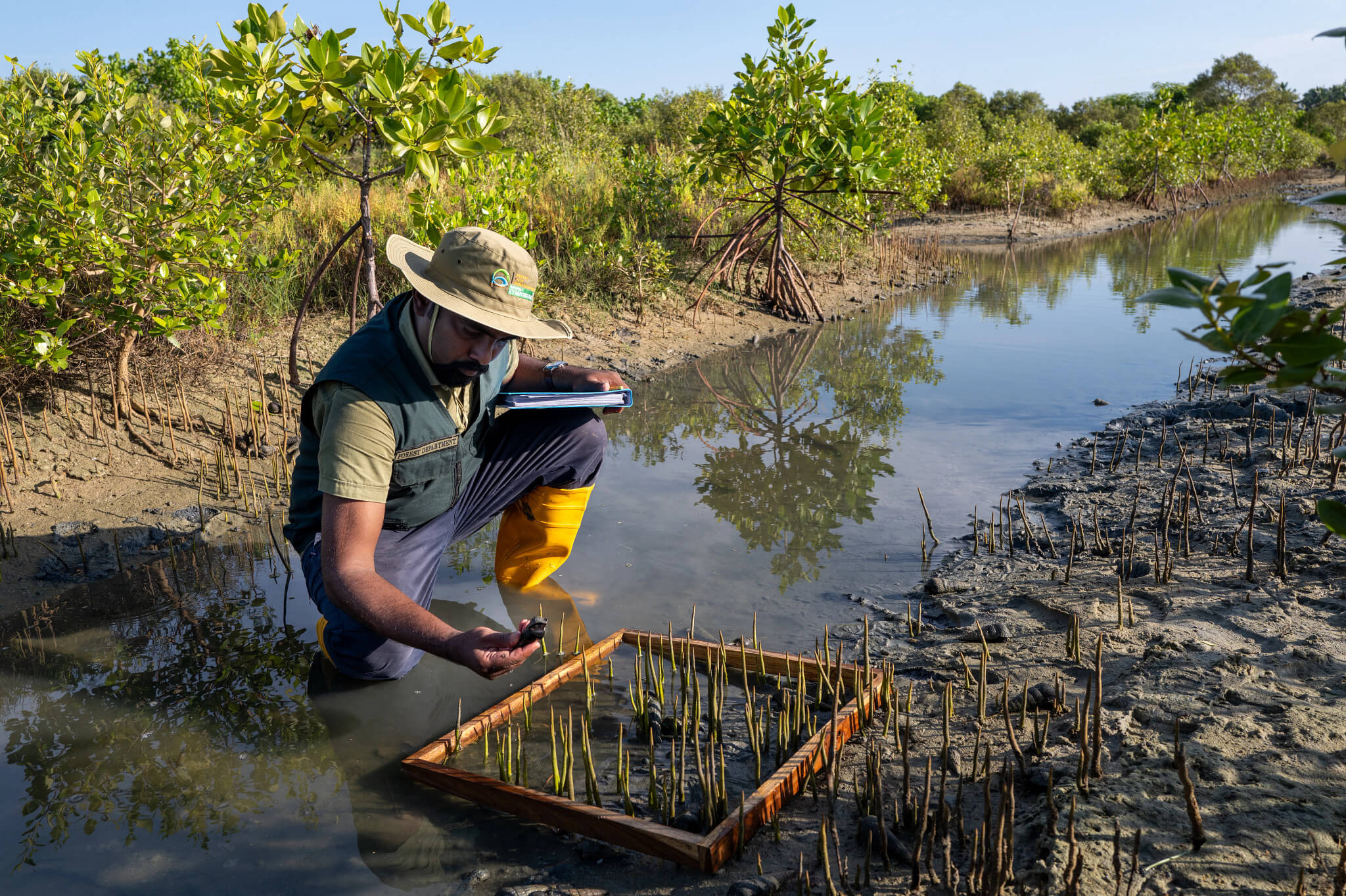 Hombre agachado planta mangle en un riachuelo